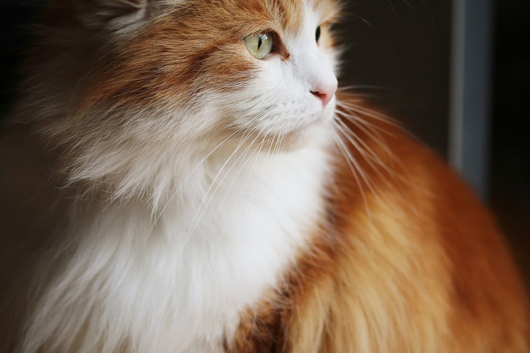Katzen die nicht haaren - Welche Katzenrassen haaren nicht?