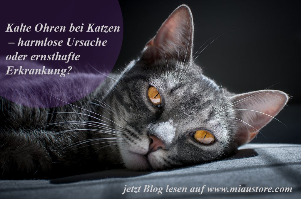 Kalte Ohren bei Katzen - harmlose Ursache oder ernsthafte Erkrankung?