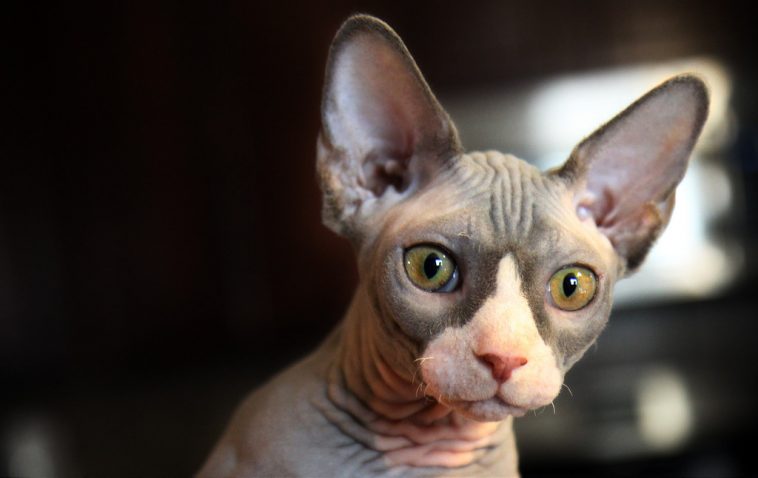 Welche Katzen Verlieren Keine Haare Katzen die nicht haaren - Welche Katzenrassen haaren nicht?