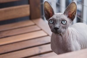 Kalte Ohren bei Katzen