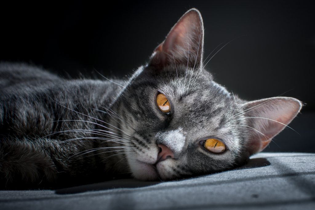 Kalte Ohren bei Katzen harmlose Ursache oder ernsthafte Erkrankung?