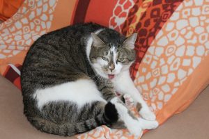 Katze Streckt Zunge Raus Krank