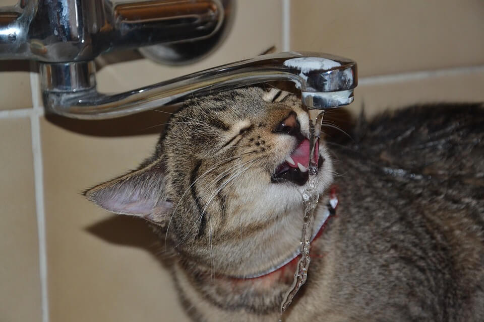 Katze trinkt aus der Dusche