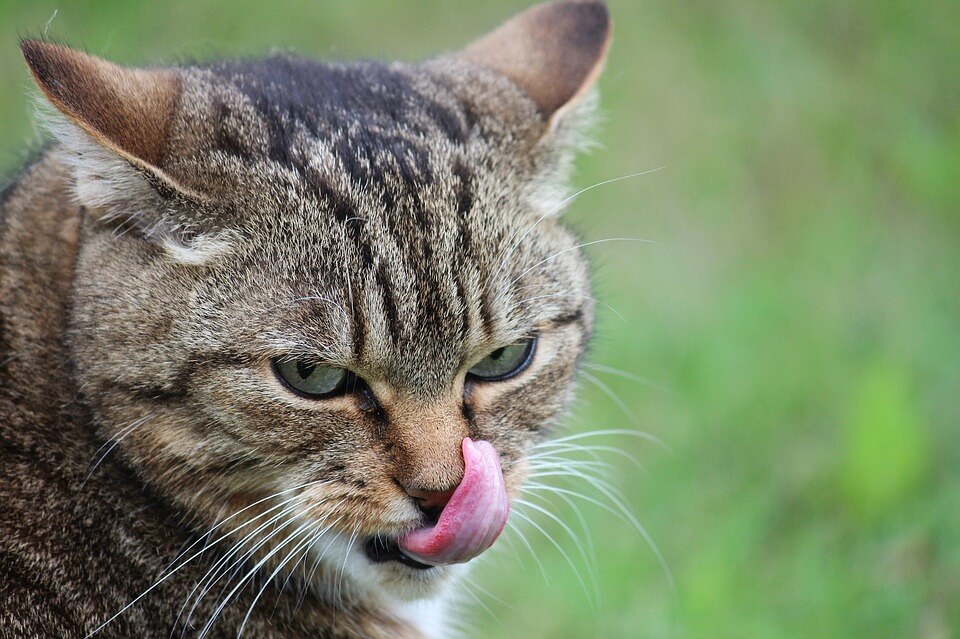 Meine Katze streckt Zunge raus