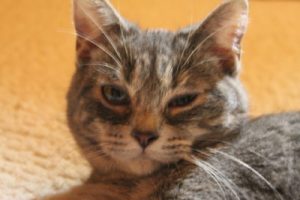 Meine Katze blinzelt an einem Auge - Miaustore Beiträge